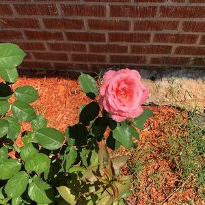 Meet your Posher, Flor